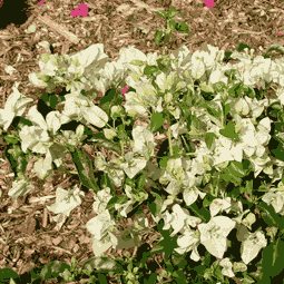 Groundcovers