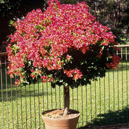 Topiary